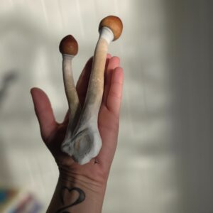 Plant Medicine Integration Consultation